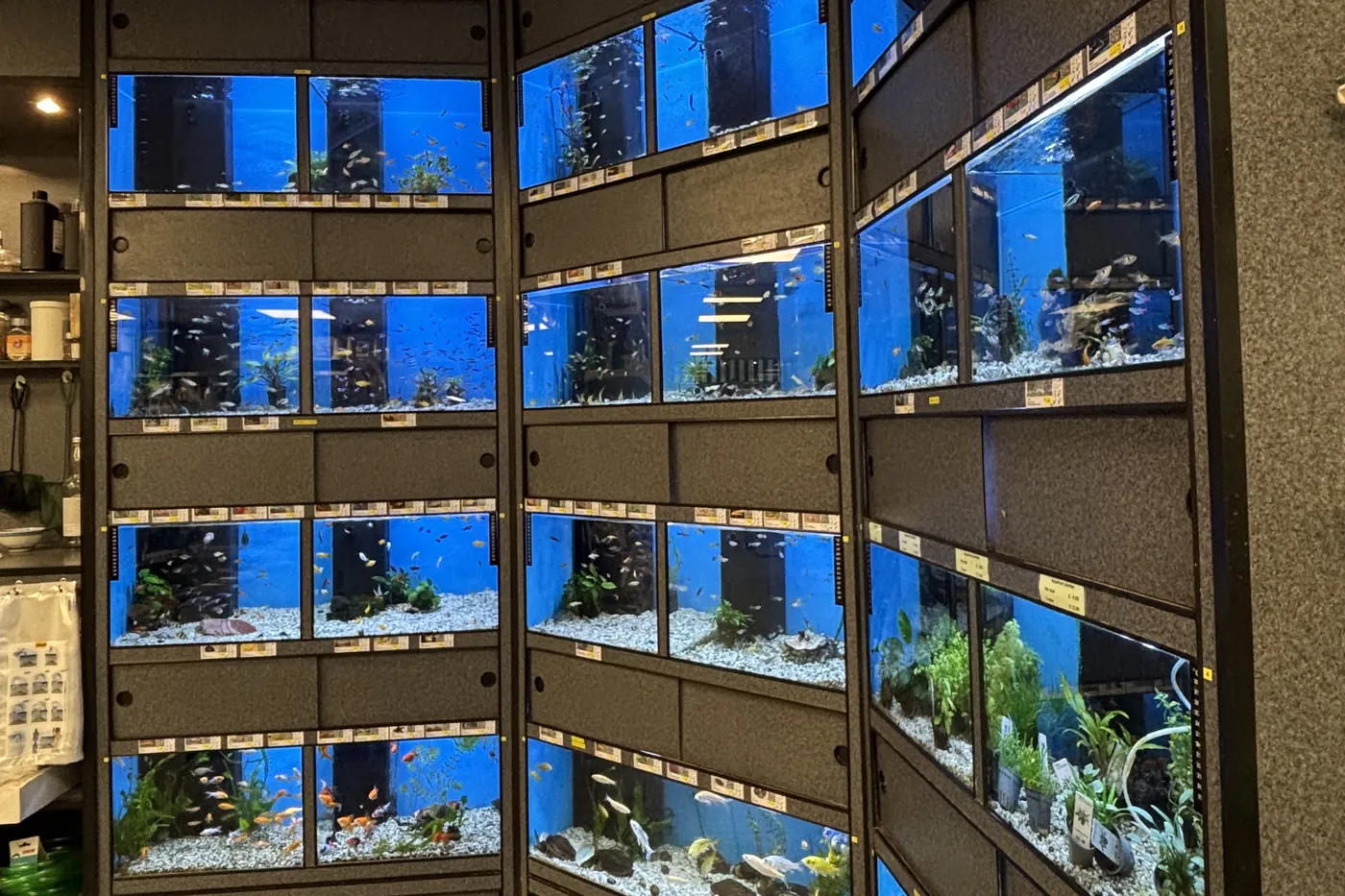 De verlichte aquariumwand met tientallen ingerichte bakken