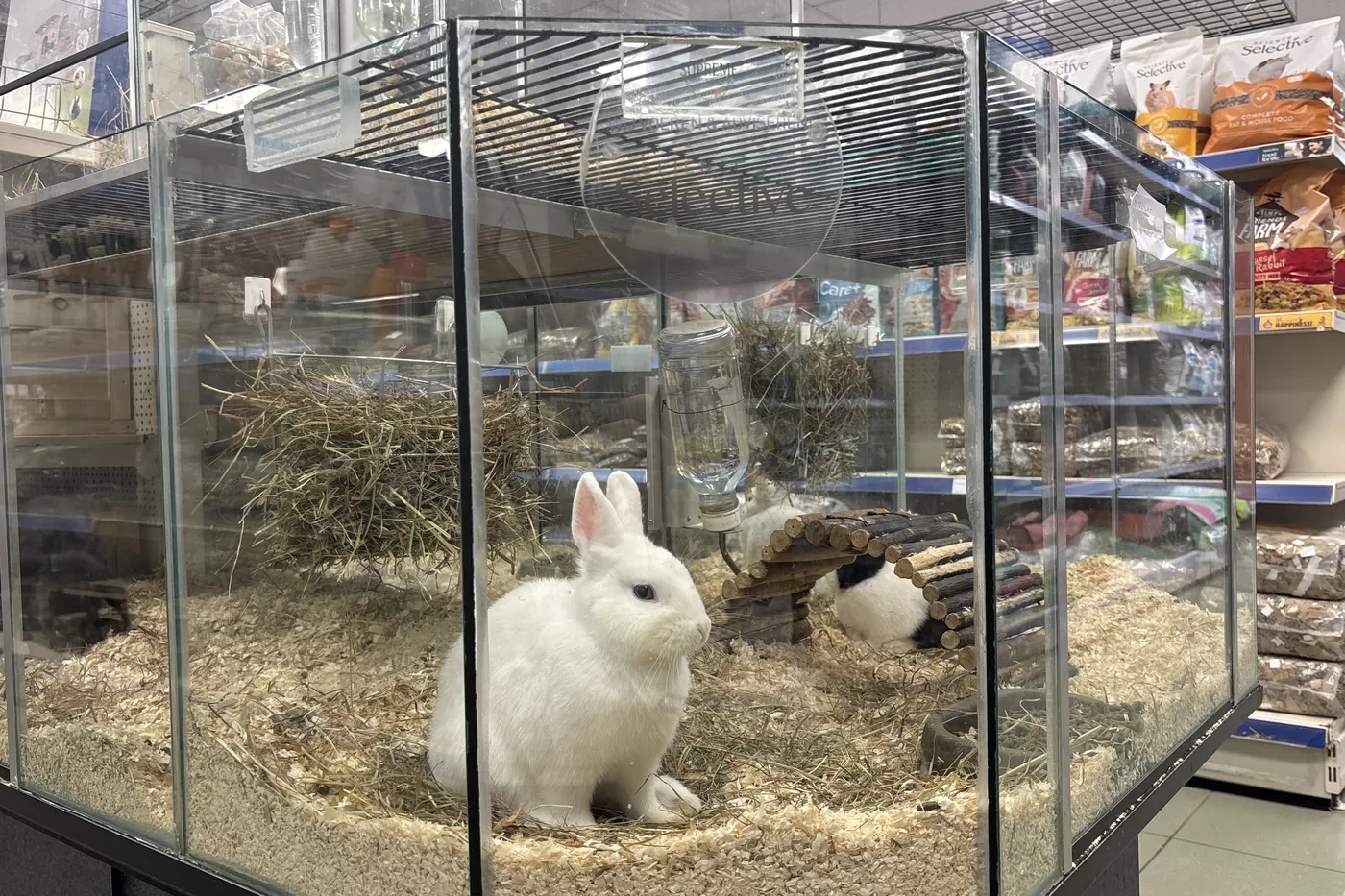 Een wit konijn in het glazen knaagdierverblijf midden in de winkel